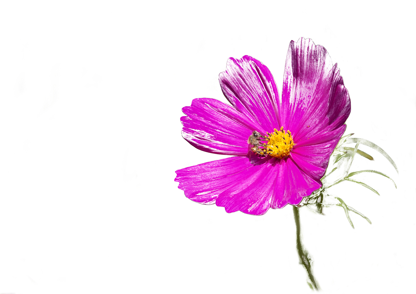 cosmos-flower-placemat-8
